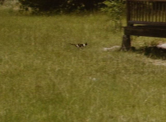 The Enchanted - calico kitten running through tall grass toward house