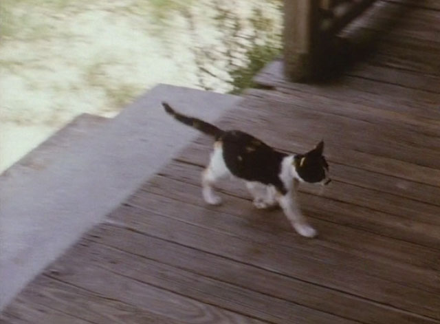 The Enchanted - calico kitten running onto porch