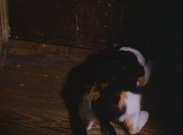 The Enchanted - calico kitten scratching at door