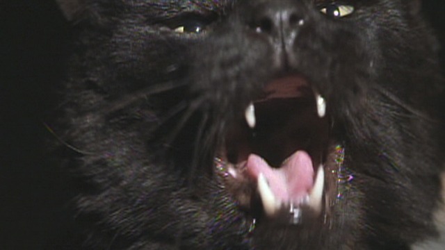 End of Days - close up of black cat screaming