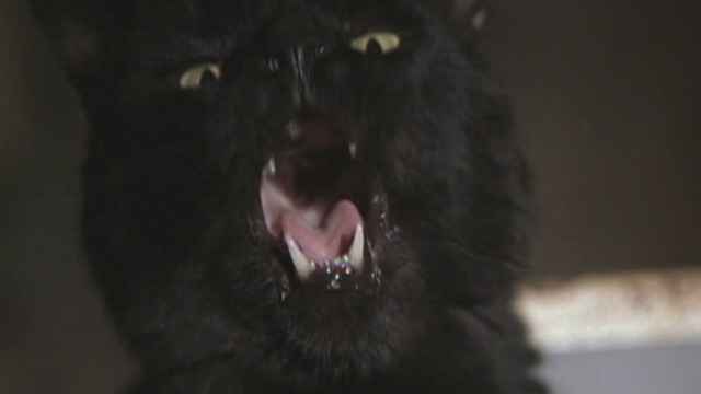 End of Days - another close up of black cat screeching