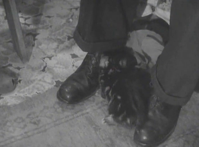 The End of the Road - tabby kitten sitting between pair of shoes