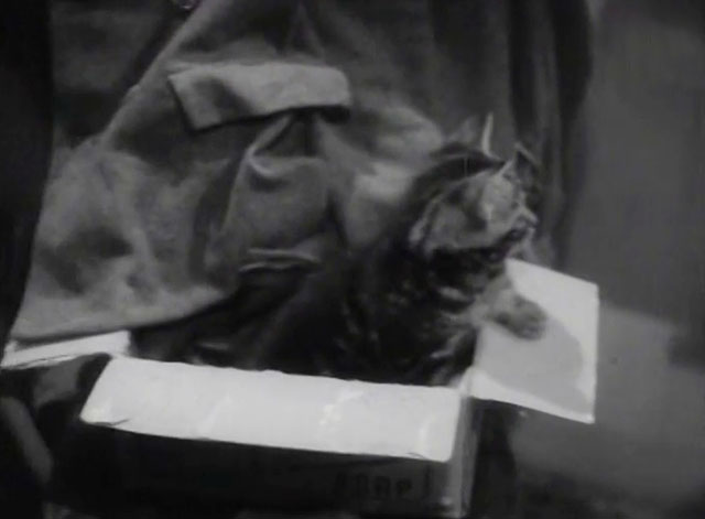 The End of the Road - tabby kitten sitting in cardboard box
