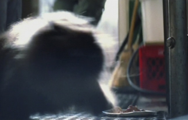 Enemy of the State Purr Blur