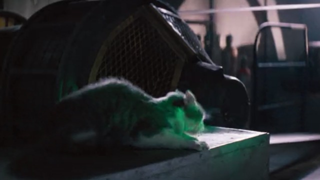 Eraser - cat jumps down off box