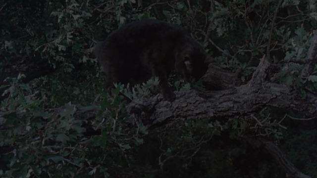 Escape to Witch Mountain - Winkie black cat in tree looking down