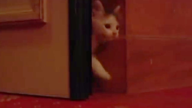 Eva - calico kitten in doorway