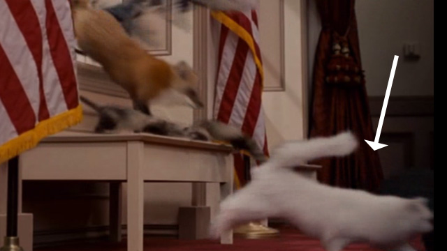 Evan Almighty - long-haired white cat jumping in through Congressional window