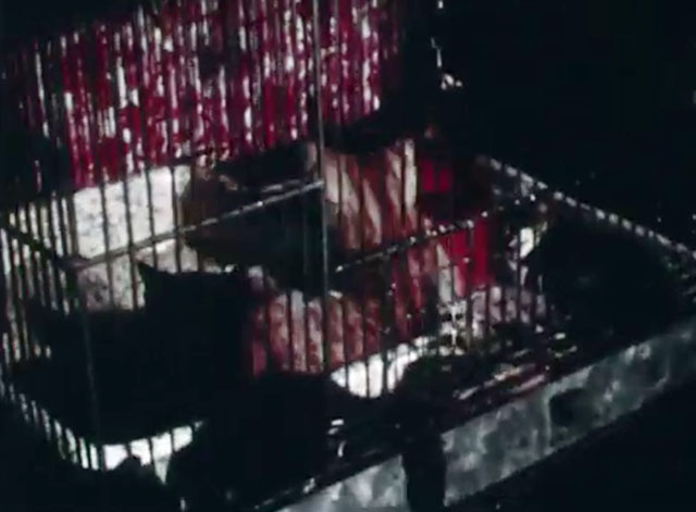 Evan's Corner - tabby kittens in small pet shop cage