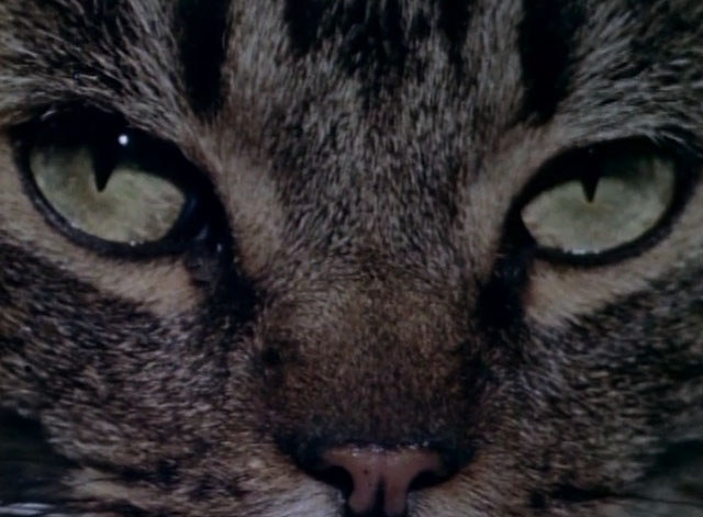 Eve and the Handyman - close up of brown tabby cat eyes