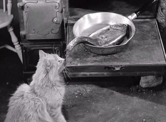Even As IOU - longhair tabby cat looking at fish in pan