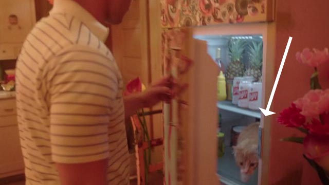Everybody Wants Some!! - Plummer Temple Baker finds orange tabby cat in refrigerator