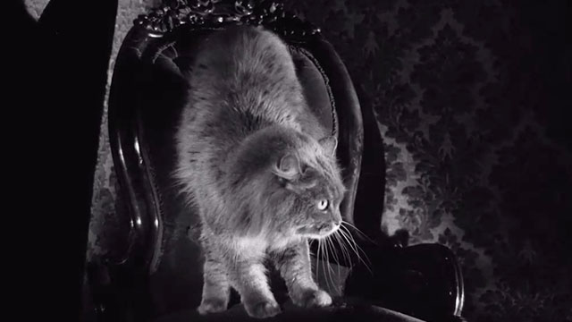 Evil Eye - longhair gray cat arching back on chair