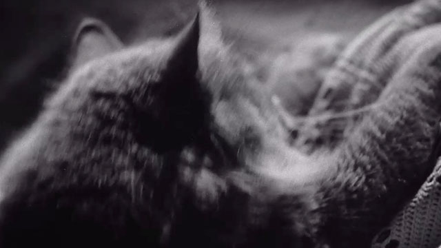 Evil Eye - longhair gray cat pawing at bedspread