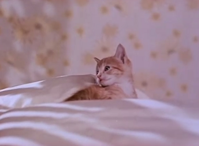 The Exciting World of Stevens Fabric - tiny tabby kitten on bed