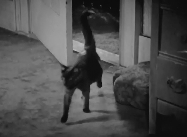 The Extra Girl - dark tortoiseshell cat entering room