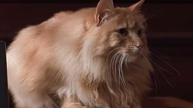 Eye of the Beholder - orange long haired cat on desk