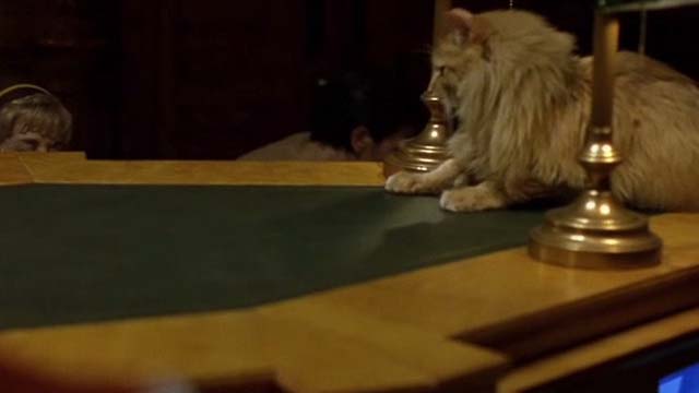 Eye of the Beholder - orange long haired cat on top of console
