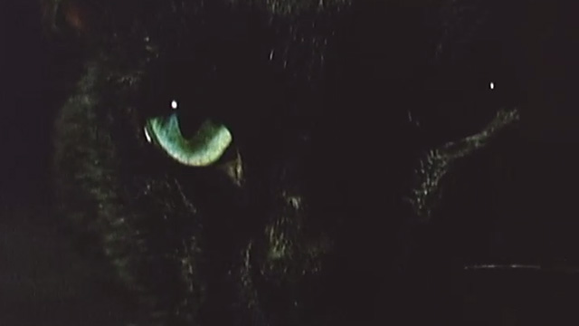 Eye of the Cat - extreme close up of black cat face