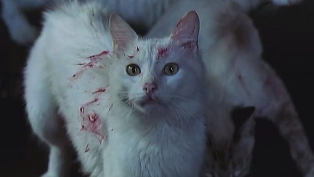 Eye of the Cat - white cat with meat blood on face