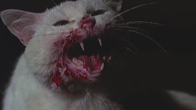 Eye of the Cat - white cat with blood on face hissing