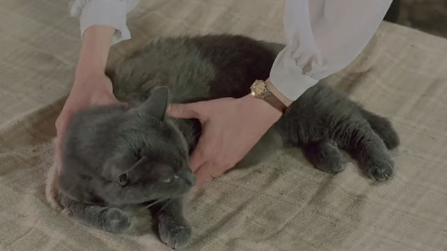 Face the Music - large gray cat Thelonious Gros Minet lying on bed