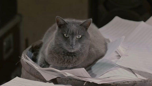 Face the Music - large gray cat Thelonious Gros Minet