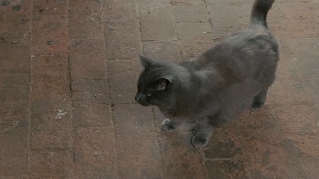 Face the Music - large gray cat Thelonious Gros Minet