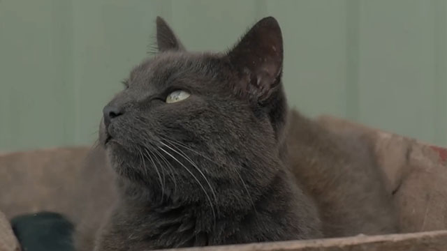 Face the Music - large gray cat Thelonious Gros Minet