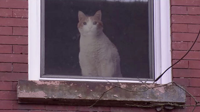 Failing Better Now - ginger and white tabby cat Bernard Eizer in window