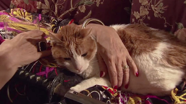 Failing Better Now - ginger and white tabby cat Bernard Eizer lying on DD