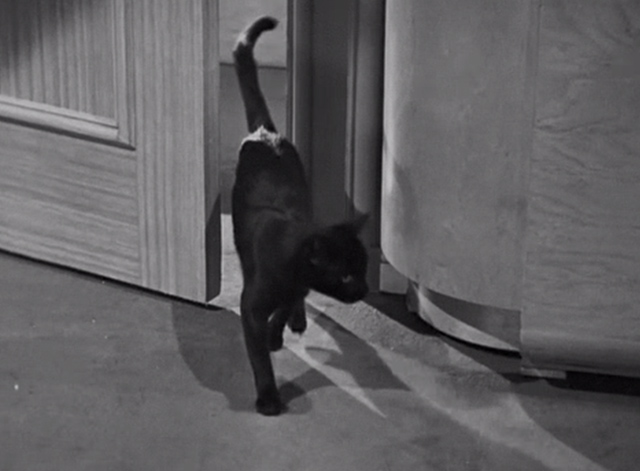 The Falcon in Hollywood - black cat entering office