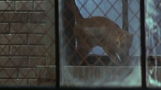Fallen - orange tabby cat on windowsill