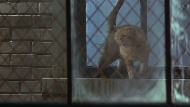 Fallen - orange tabby cat on windowsill