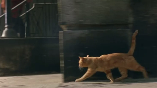 Fallen - orange tabby cat running around side of building