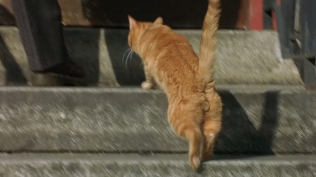 Fallen - orange tabby cat running up stairs