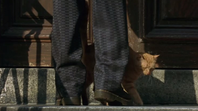 Fallen - orange tabby cat rubbing against legs of man