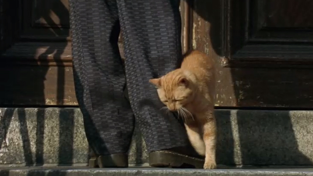 Fallen - orange tabby cat rubbing against legs of man