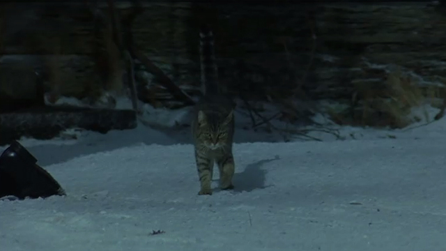 Fallen - brown tabby cat standing in snow