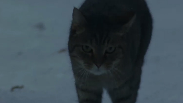 Fallen - close up of brown tabby cat in snow