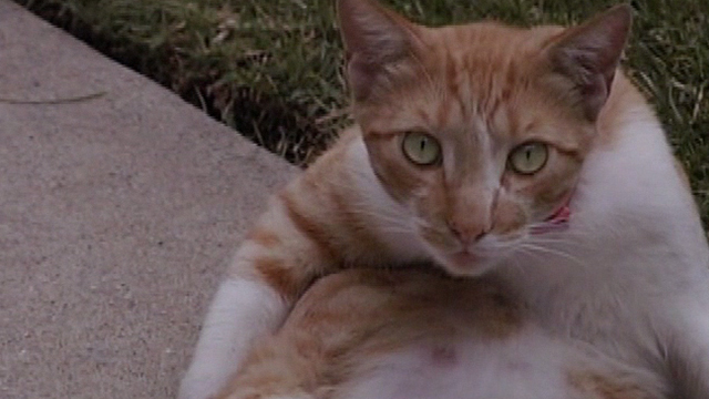 Falling Like This - close up of orange and white cat