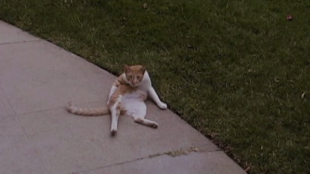 Falling Like This - orange and white cat licking itself on sidewalk