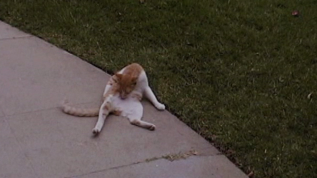 Falling Like This - orange and white cat licking itself on sidewalk