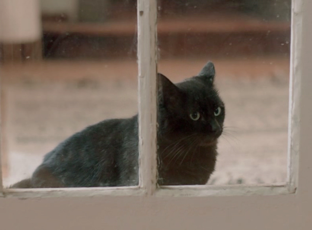 Family Life - black cat Mississippi looking through glass in door