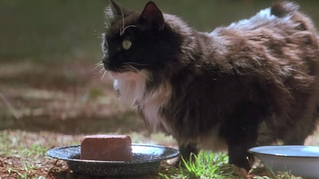 A Far Off Place - long-hair tuxedo cat sitting on ground by plate of food