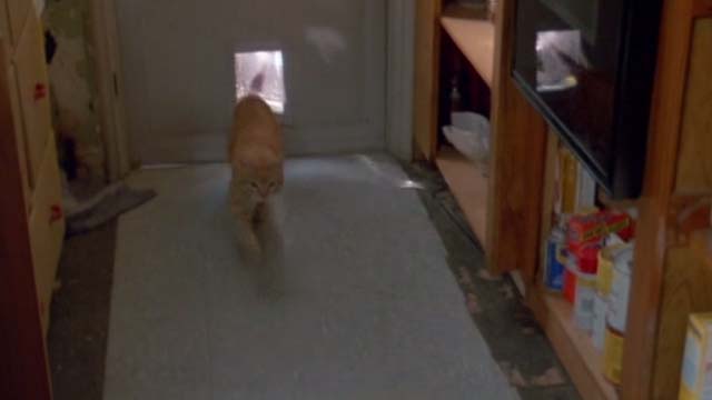 Fatal Beauty - orange tabby cat Sam coming through pet door