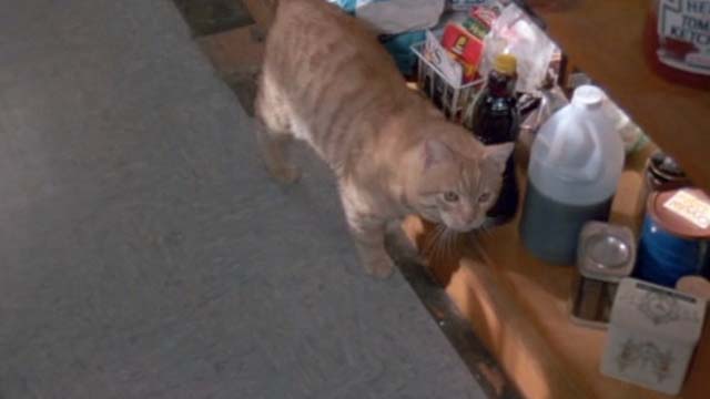 Fatal Beauty - orange tabby cat Sam on kitchen floor