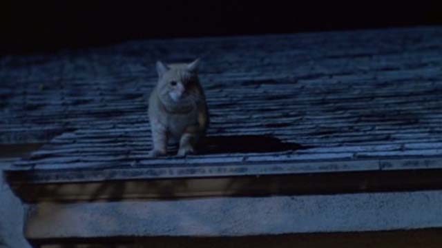 Fatal Beauty - orange tabby cat Sam on roof