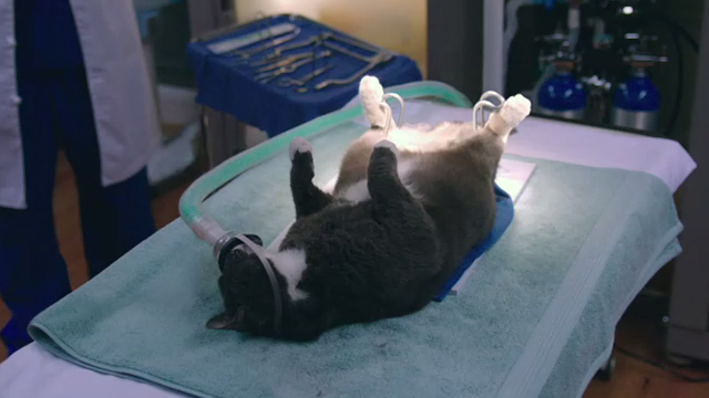 Father Figures - gray and white cat on operating table under anesthesia