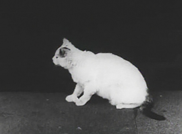 Fatty's Faithful Fido cat